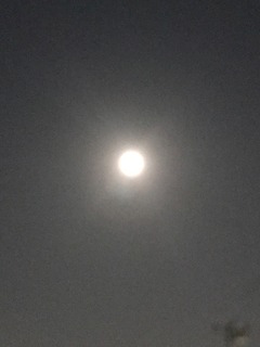 56D74312-BBA5-4927-8D0F-772FE8E425EC.jpeg