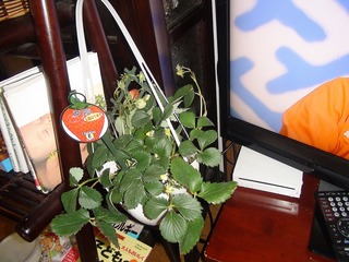 DSC02873s-.jpg