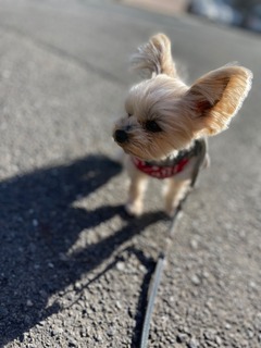 IMG_1694.jpeg