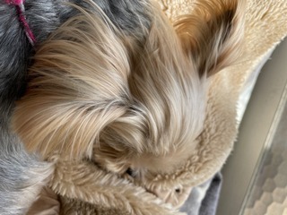 IMG_1729.jpeg