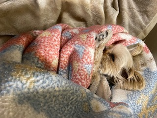 IMG_2675.jpeg