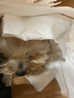 IMG_2875.jpeg