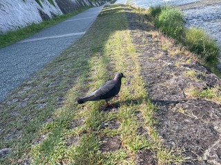 IMG_3532.jpeg