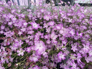 IMG_3609.jpeg
