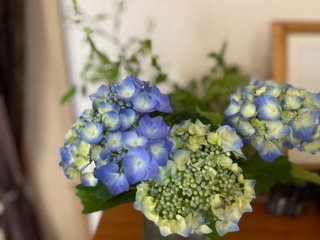 IMG_3951.jpeg