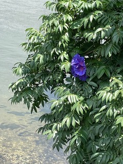 IMG_4222.jpeg
