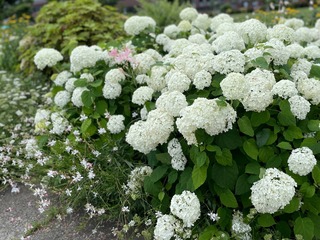 IMG_4225.jpeg