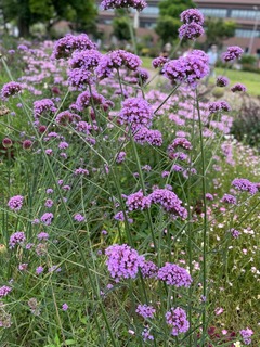 IMG_4229.jpeg
