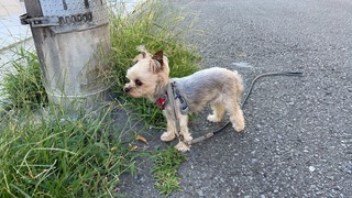 IMG_4734.jpeg