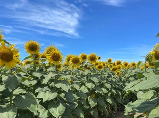 IMG_4944.jpeg