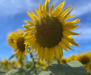 IMG_4946.jpeg