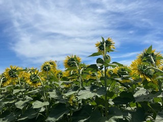 IMG_4947.jpeg