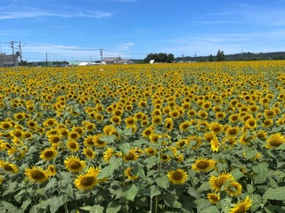 IMG_4952.jpeg