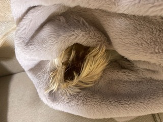 image-115cc.jpg